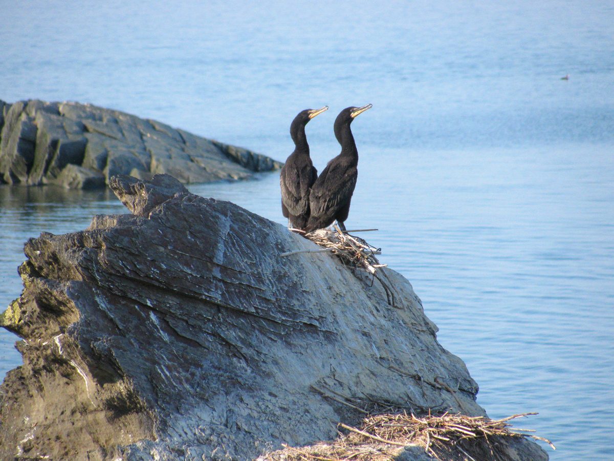 Le cormoran à aigrette est un oiseau très commun aux Îles Razade. Plusieurs nids y sont dénombrés lors de l'inventaire des oiseaux marins réalisé par la Société Duvetnor chaque année.
