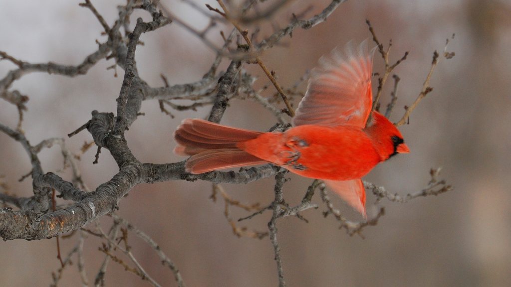 Cardinal (Photo: yvanbedardphotonature.com)