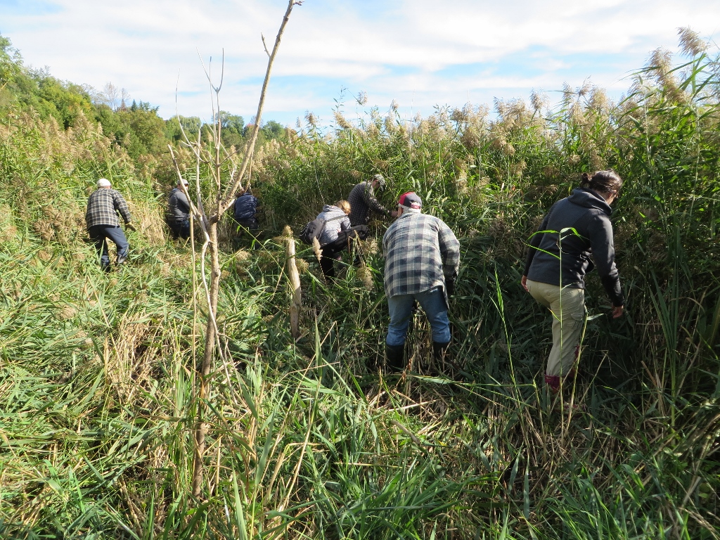 Une équipe de bénévoles en train d’écraser une colonie de roseaux afin d’y installer une bâche aux Îles Razade. (Photo : Réhaume Courtois)
