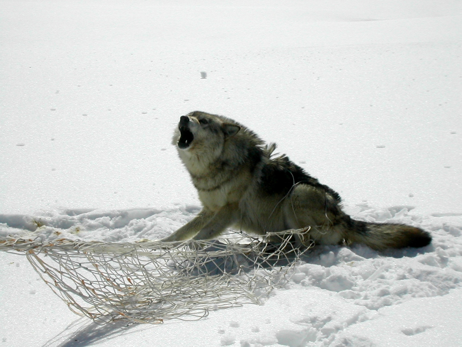Capture d'un loup sur la Côte-Nord au mois d'avril 2004 (Photo: Réhaume Courtois)