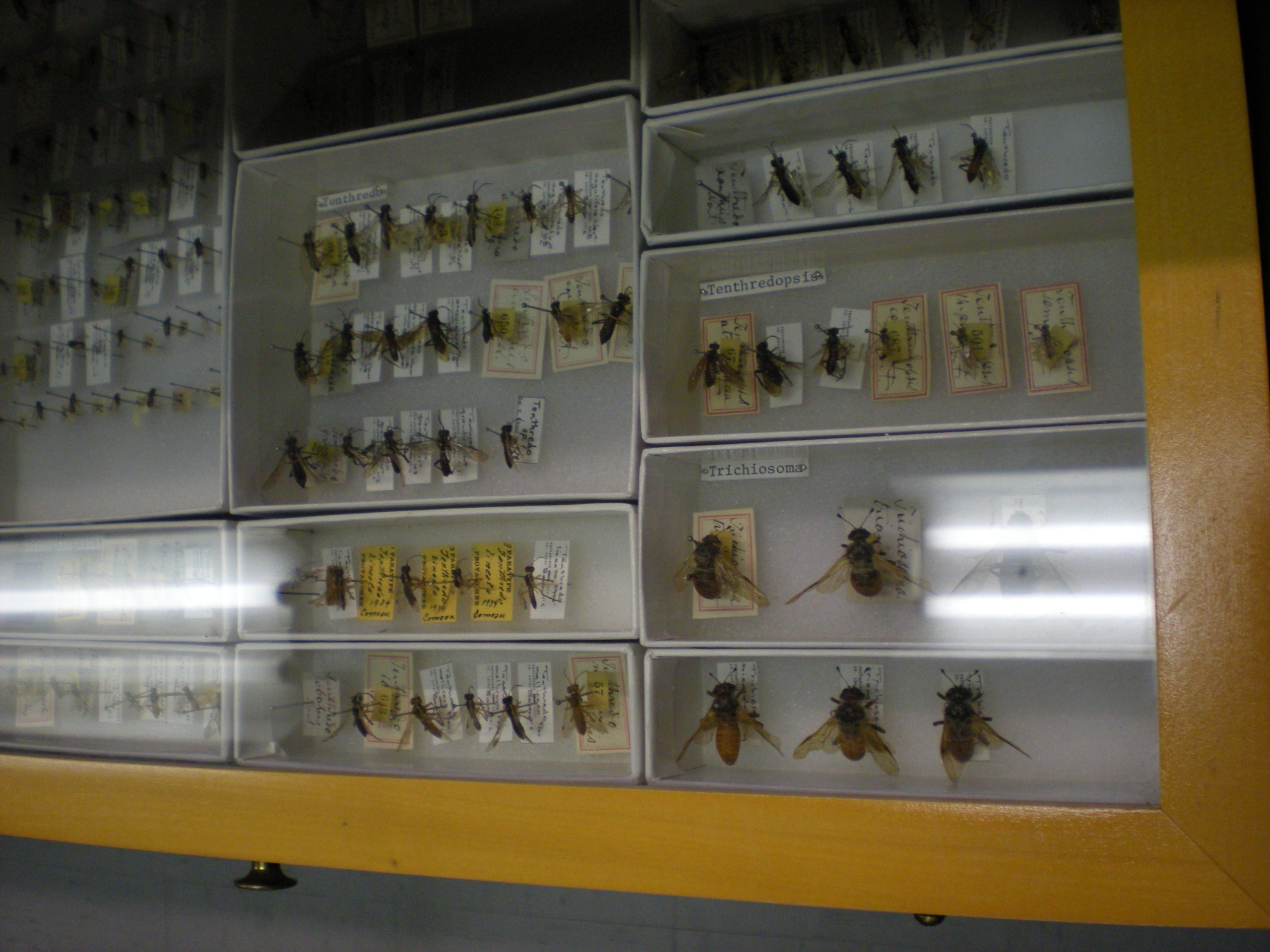 Collection d'insectes à la collection Léon-Provancher, Université Laval