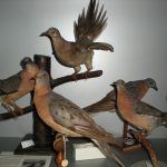 La tourte voyageuse, une espèce d'oiseaux disparue. Collection Léon-Provancher, Université Laval.