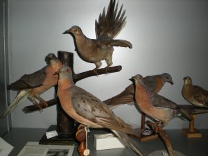La tourte voyageuse, une espèce d'oiseaux disparue. Collection Léon-Provancher, Université Laval.