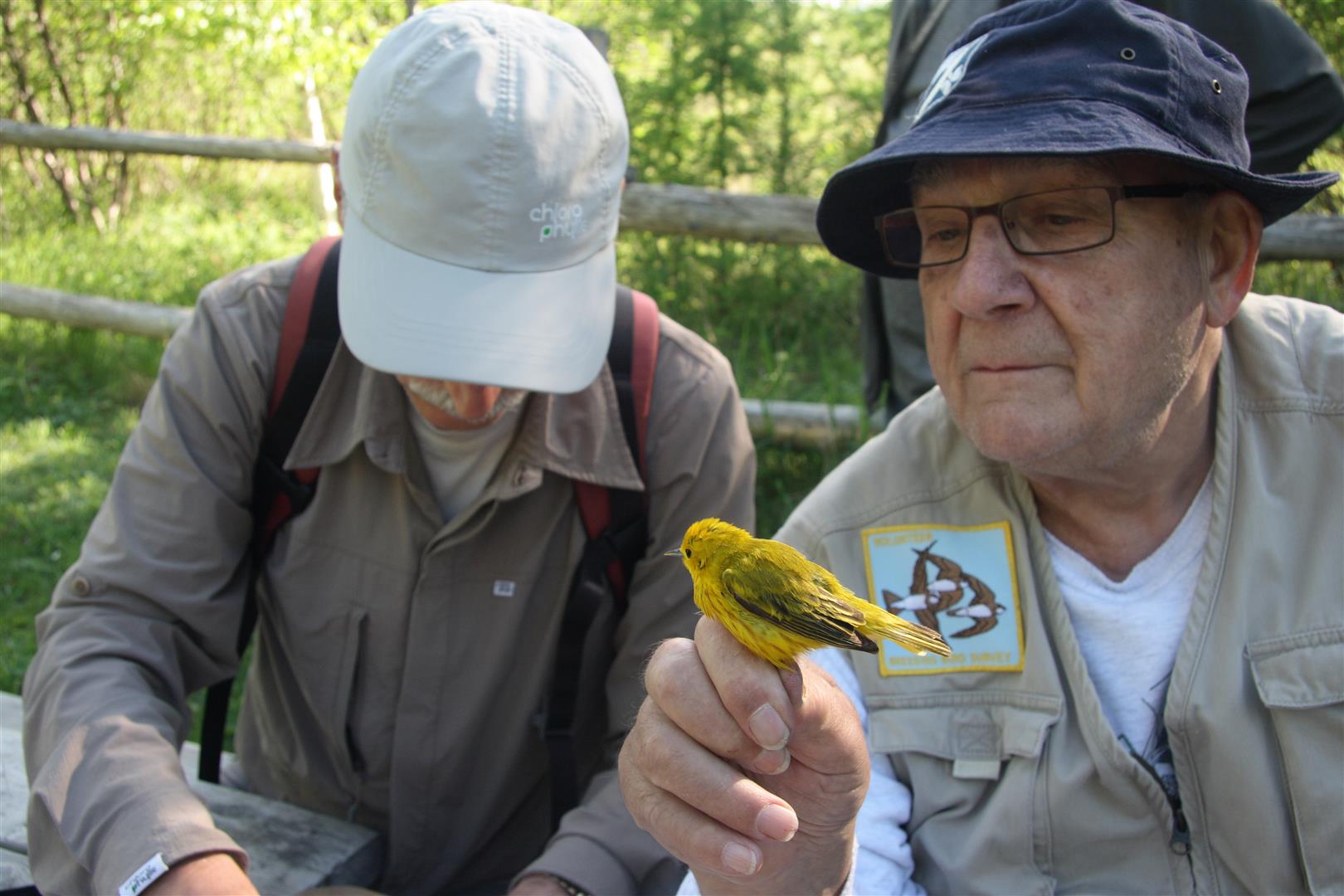Baguage d'oiseaux avec Réginald Ouellet le 3 juin 2017 à la Réserve naturelle du Marais-Léon-Provancher (Photo: Luc Major)