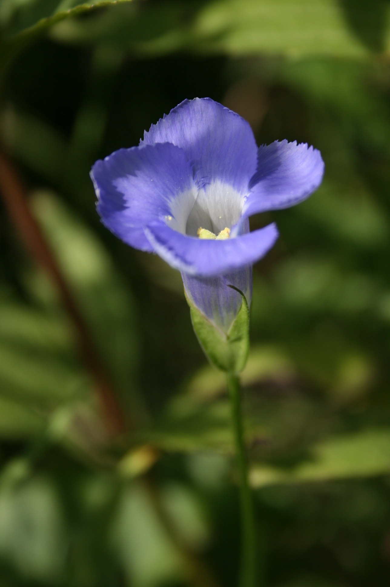 Gentianopsis (Photo: A. Lachance)