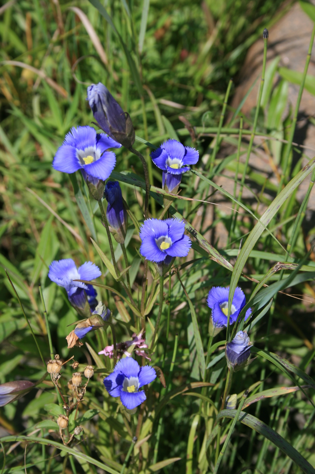 Gentianopsis (Photo: A. Lachance)