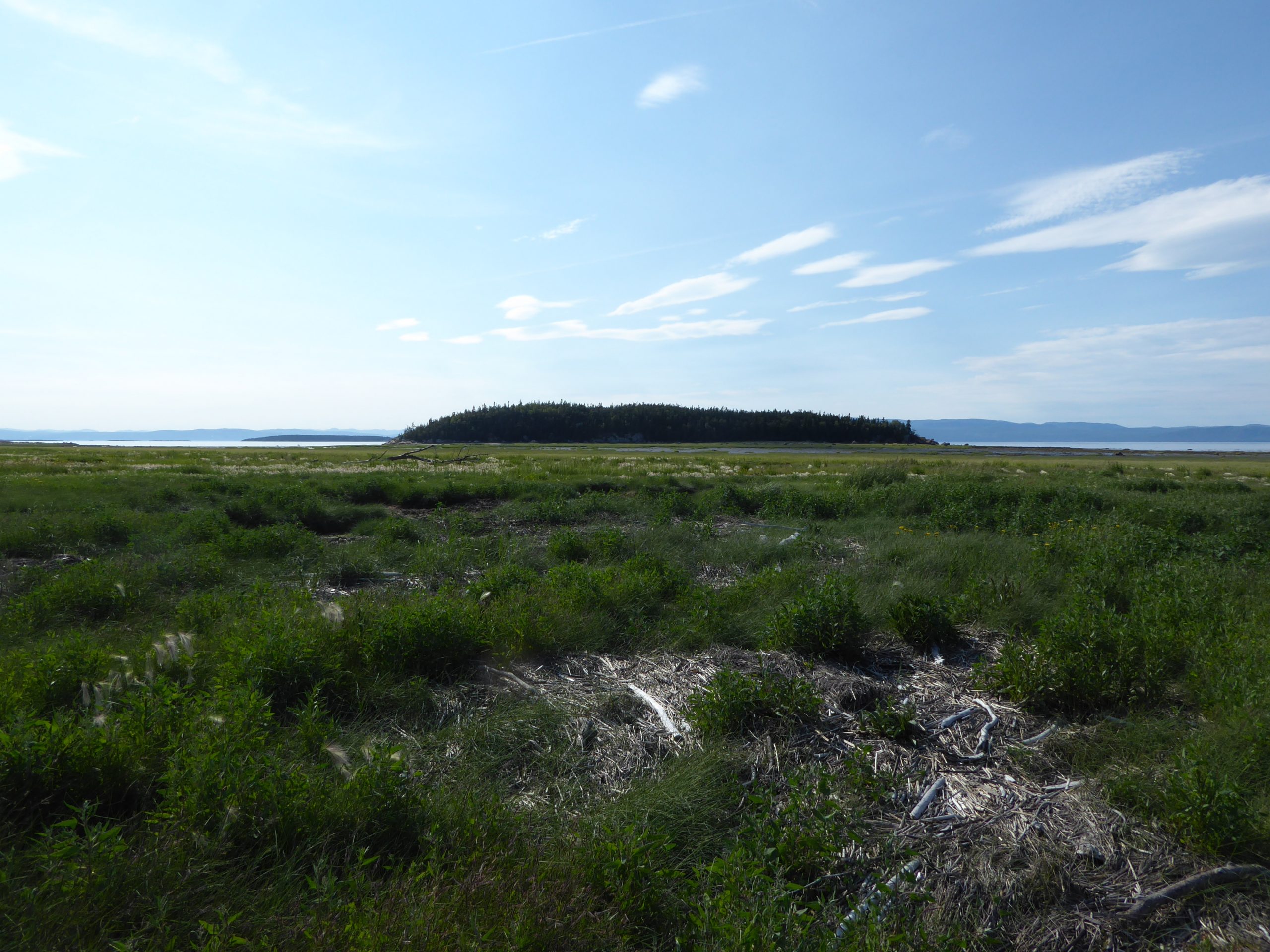 Île Dumais au mois de juillet 2017 (Photo: Jean Tremblay)