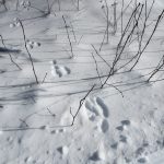 Le lièvre d'Amérique est un mammifère très commun au Québec. Les pistes en forme de raquette le distingue facilement des autres mammifères visibles en hiver. Photo : Daniel Banville.