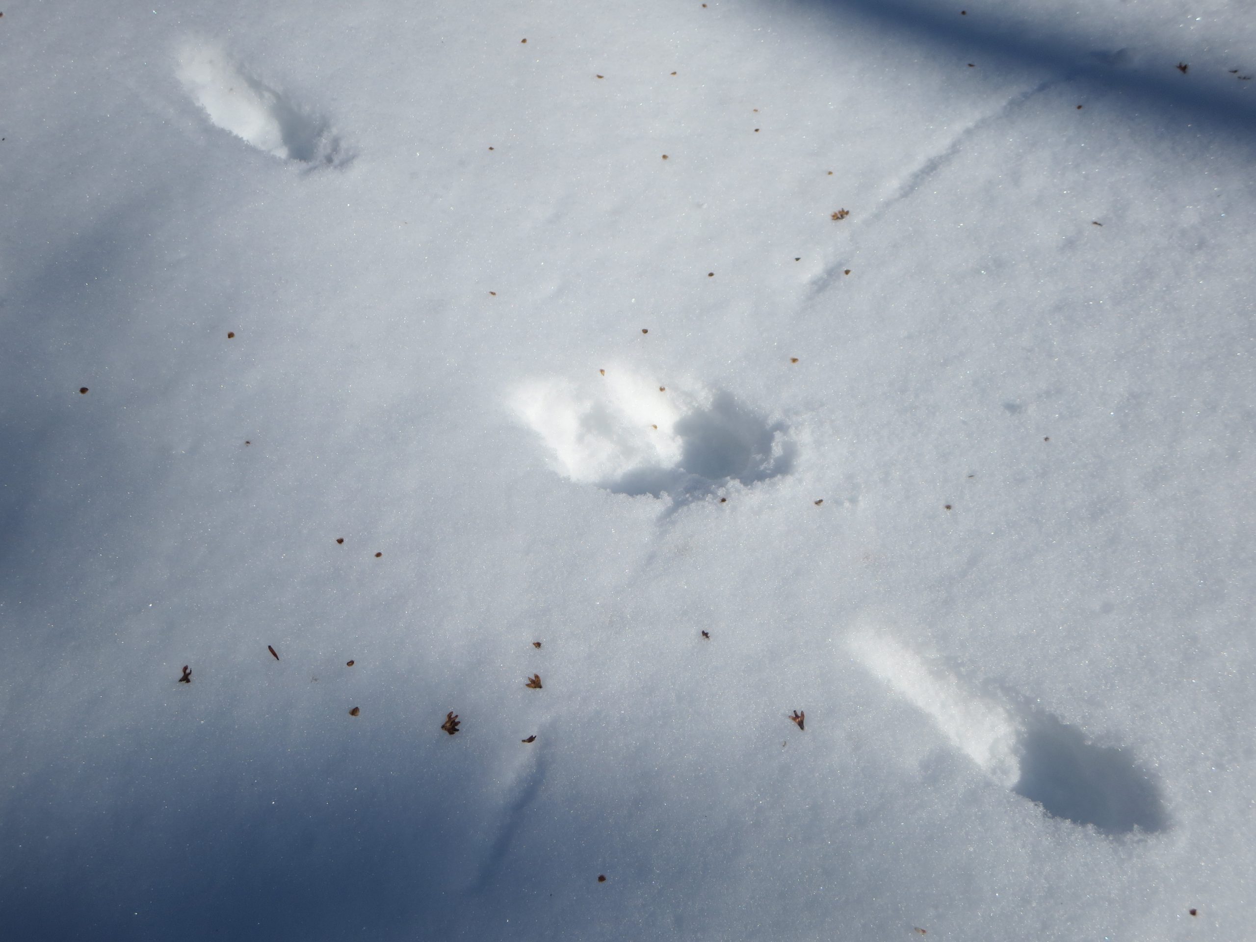 Mammifères. Piste de renard dans la neige. Photo: Daniel Banville