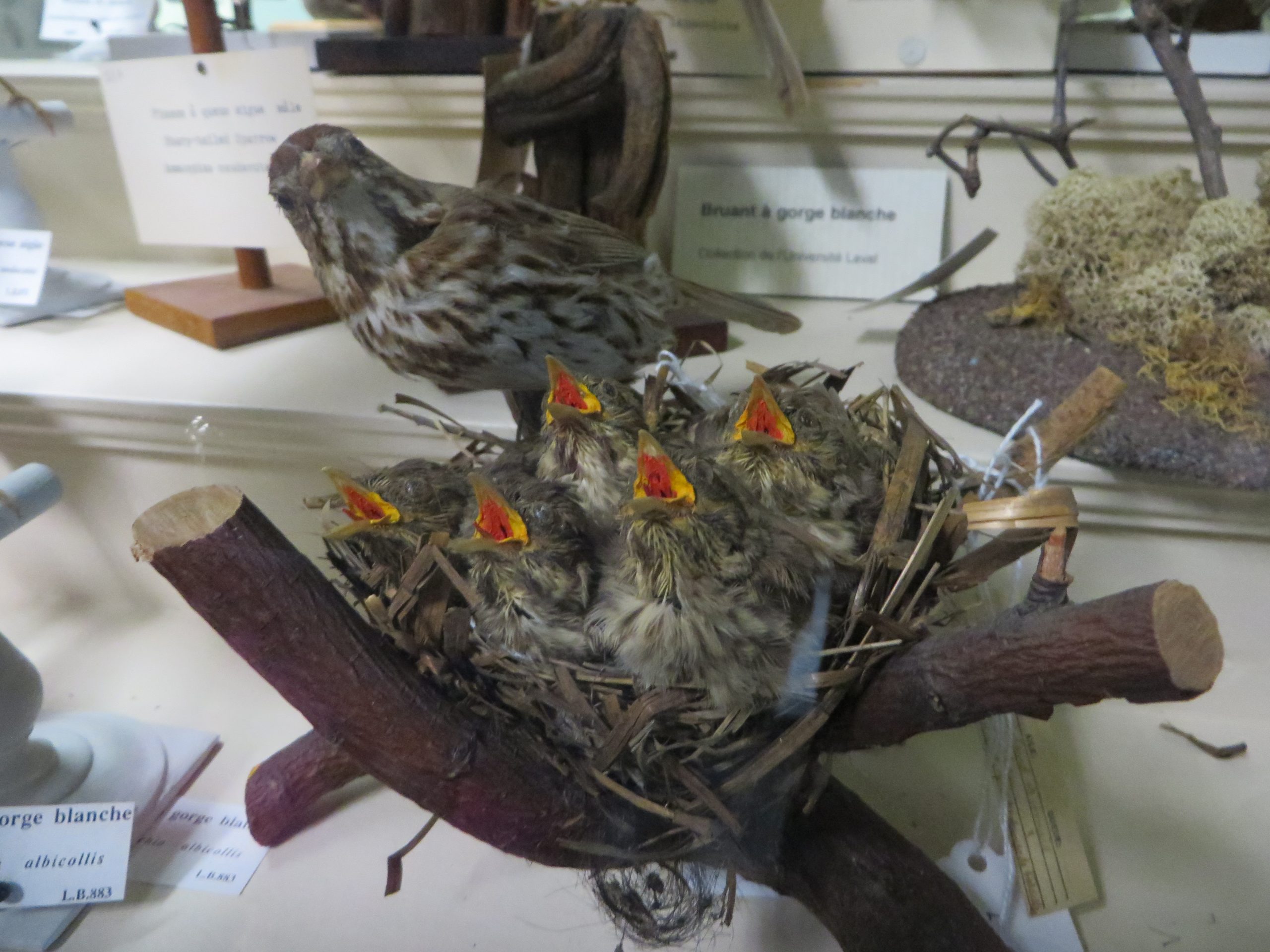 Oiseaux naturalisés du musée de l'Université Laval. Photo: Réhaume Courtois