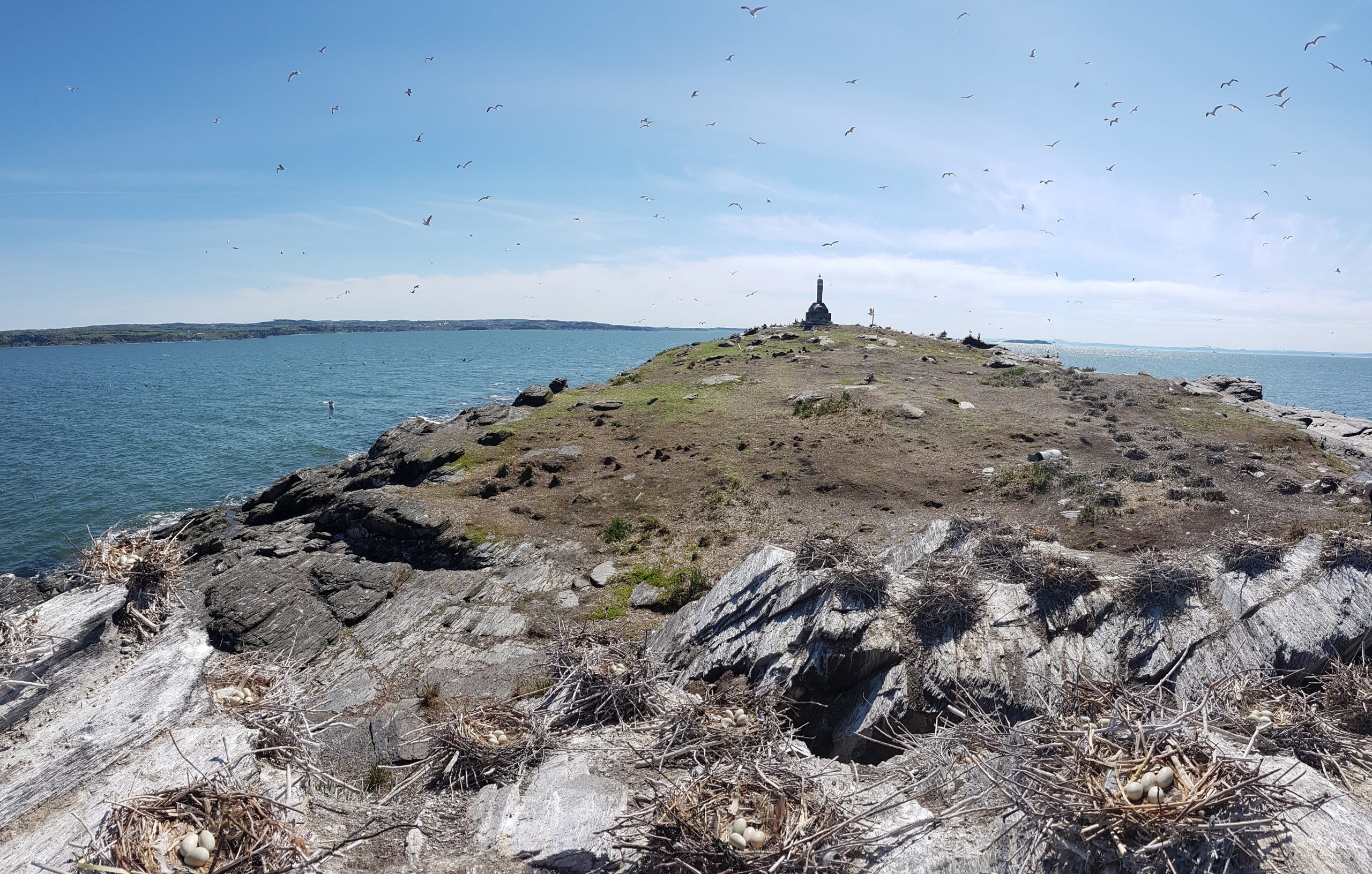 Inventaire des oiseaux marins aux îles Razade, le 27 mai 2018. Photo: Olivier Caron