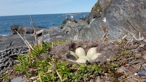 Inventaire des oiseaux marins aux îles Razade, le 27 mai 2018. L'eider à duvet est le principal canard nichant sur les îles Razade. Photo: Olivier Caron.