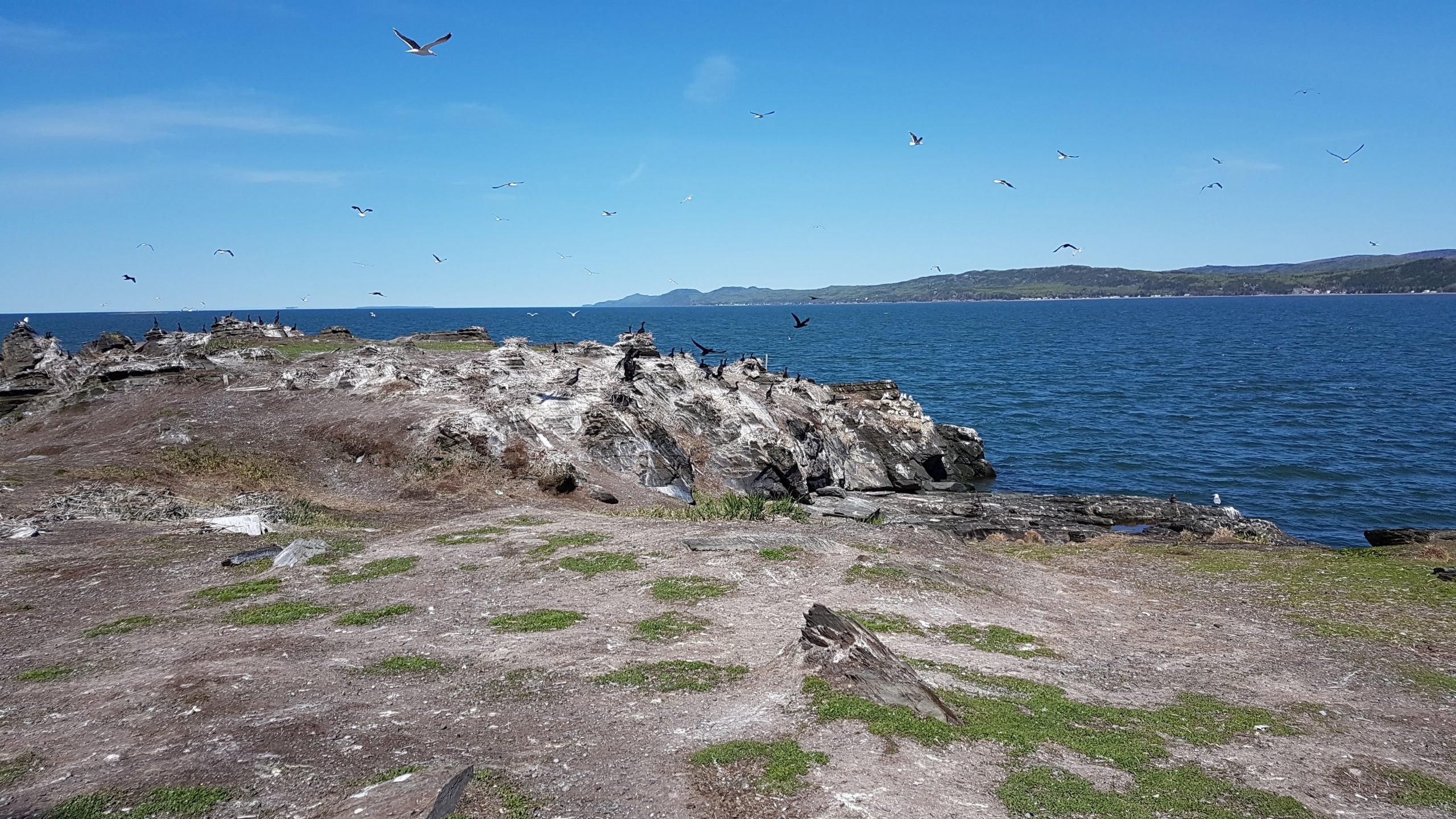 Inventaire des oiseaux marins aux îles Razade, le 27 mai 2018. Photo: Olivier Caron.