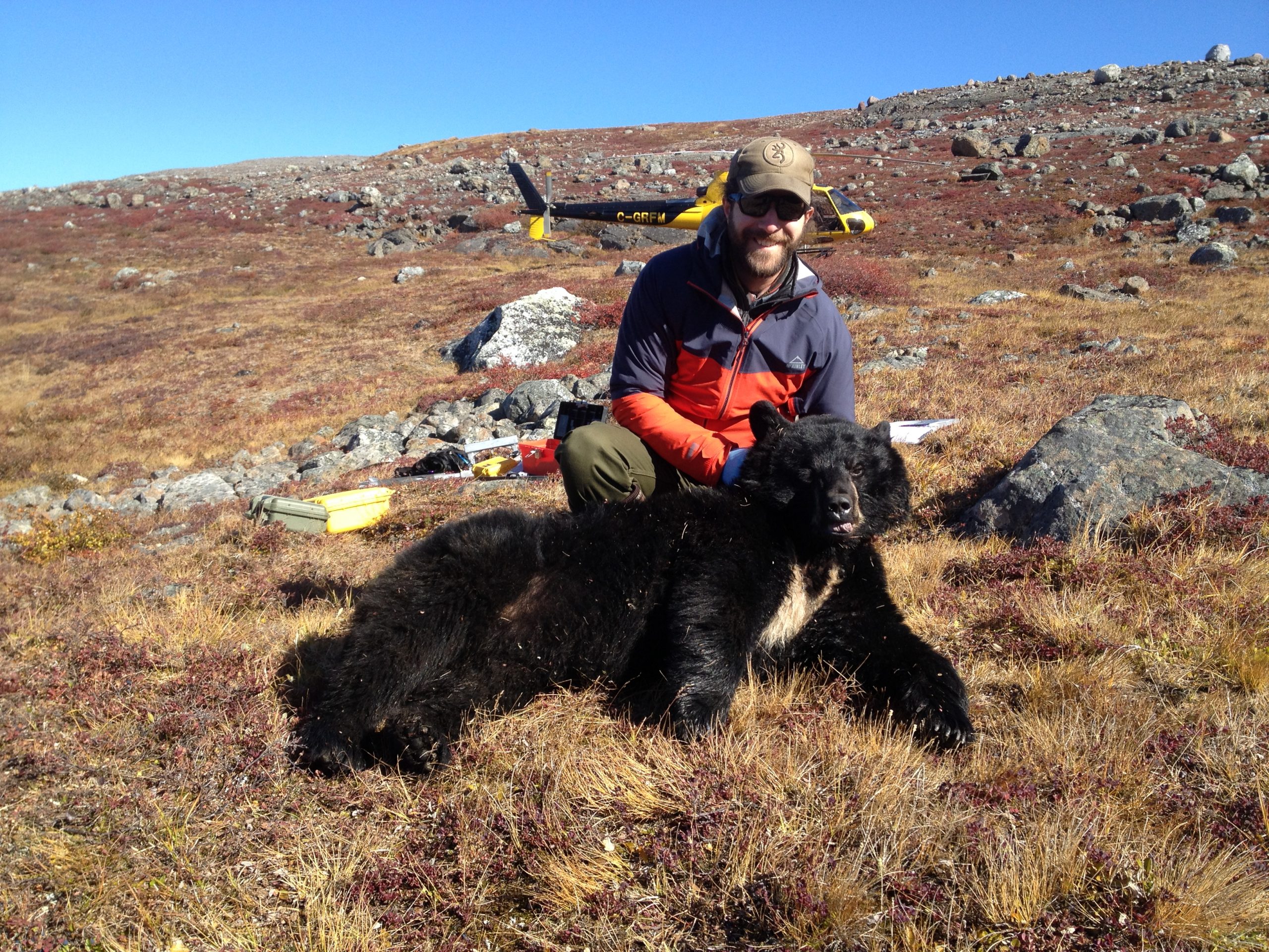 Capture d'un ours noir au Nunavik. Photo: Michaël Bonin