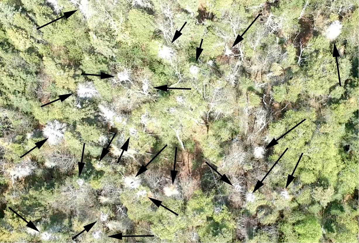 Exemple d’une capture d’une partie de la héronnière; les flèches pointent vers des nids occupés de grand héron. Photo : Pierre Laporte