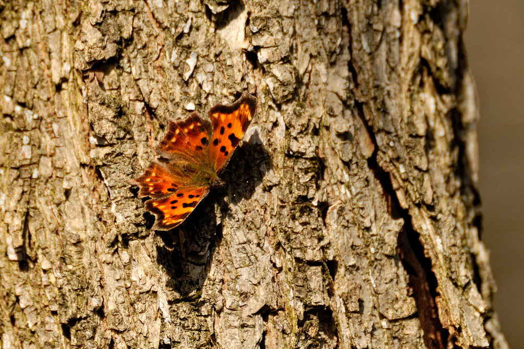 Le polygone virgule est un insecte de la famille des Nymphalidés. Papillon diurne très répandu. Marais-Léon-Provancher. Photo : Yvan Bédard.