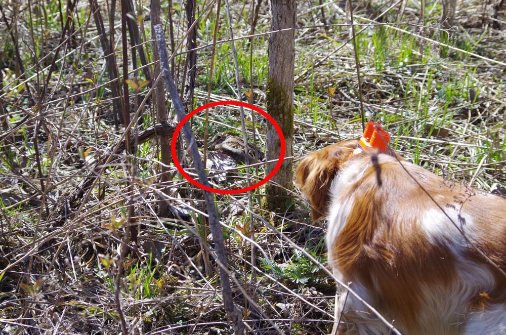 La bécasse d’Amérique possède un excellent camouflage lui permettant de se dissimuler facilement dans les feuilles et branches des boisés humides. Les chiens de chasse sont toutefois bien entraînés pour les débusquer.