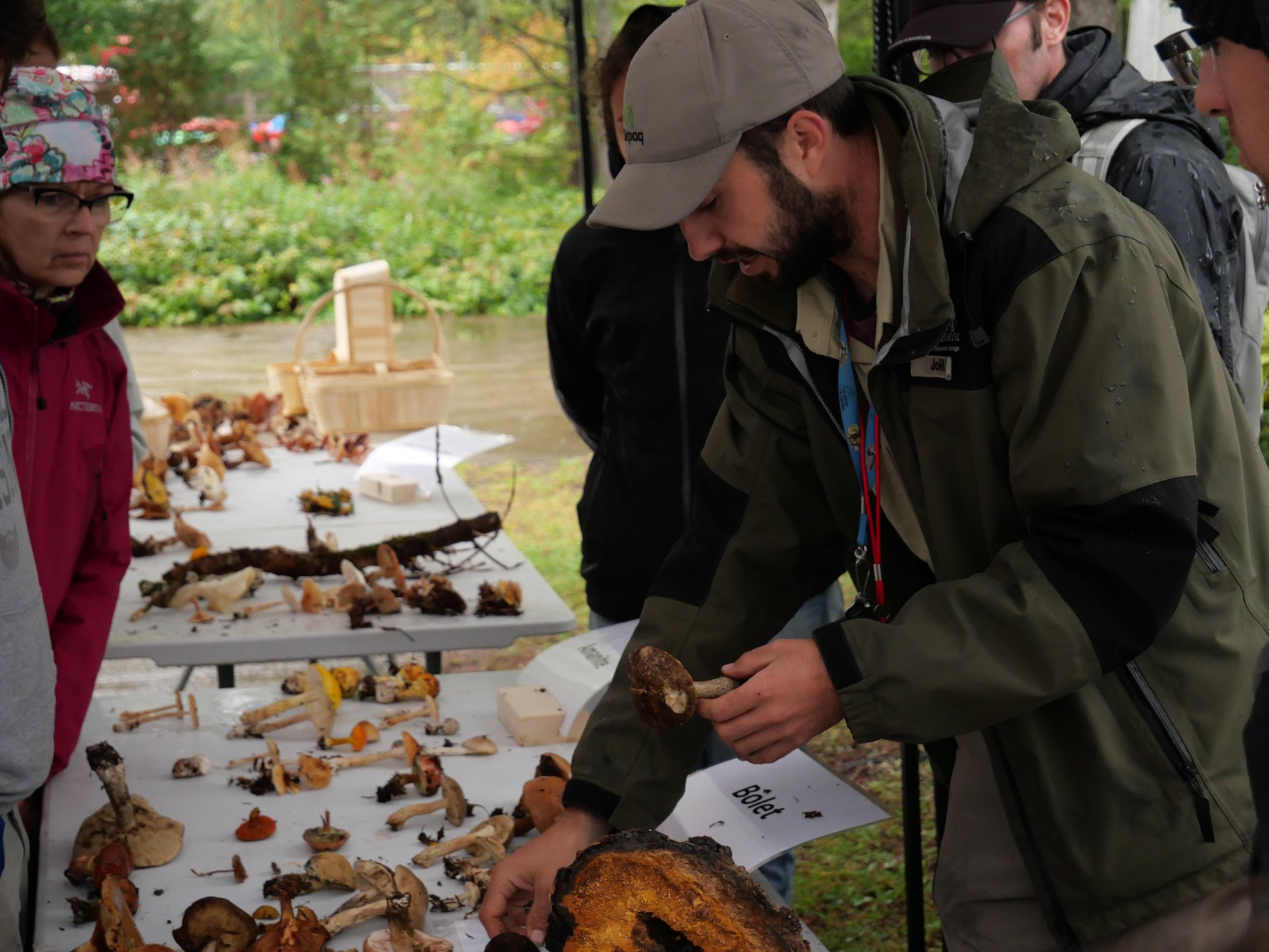Une séance de cueillette de champignons permet parfois de ramener plusieurs espèces. Le spécialiste de la mycologie,Joël Caux, est à l'oeuvre pour identifier la récolte. Parc national de la Jacques-Cartier. Photo : xxx.