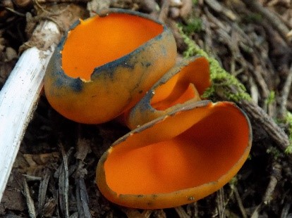 La mycologie est un passe-temps à la portée de tous. Apprendre à reconnaitre les champignons qui se trouvent près de nous est gratifiant. Admirez ici la magnifique couleur de la cézine écorce d'orange. Photo : Joël Caux.