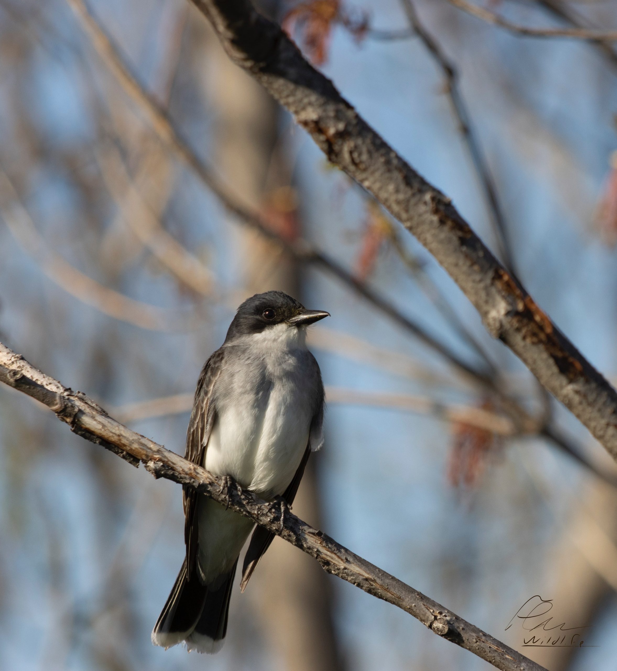 Le chant de ce bel oiseau noir et blanc lui a valu son nom : le tyran tritri. Il fréquente assidûment le marais Léon-Provancher où il y construit son nid.