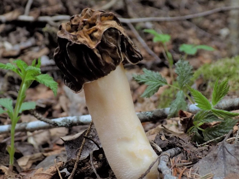 La verpe de Bohême est une espèce de champignons ressemblant à la morille. La mycologie offre bien des surprises!