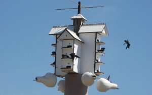 Les hirondelles noires nichent en colonie. La construction et l'installation de nichoirs articificiels facilitent leur nidification. Photo : Guy Trencia.