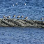 La migration des oiseaux de rivage débute au mois d'août à l'île aux Basques. Les courlis courlieux sont parmi les plus impressionnants oiseaux de rivage à y faire un arrêt. Photo : Daniel Banville