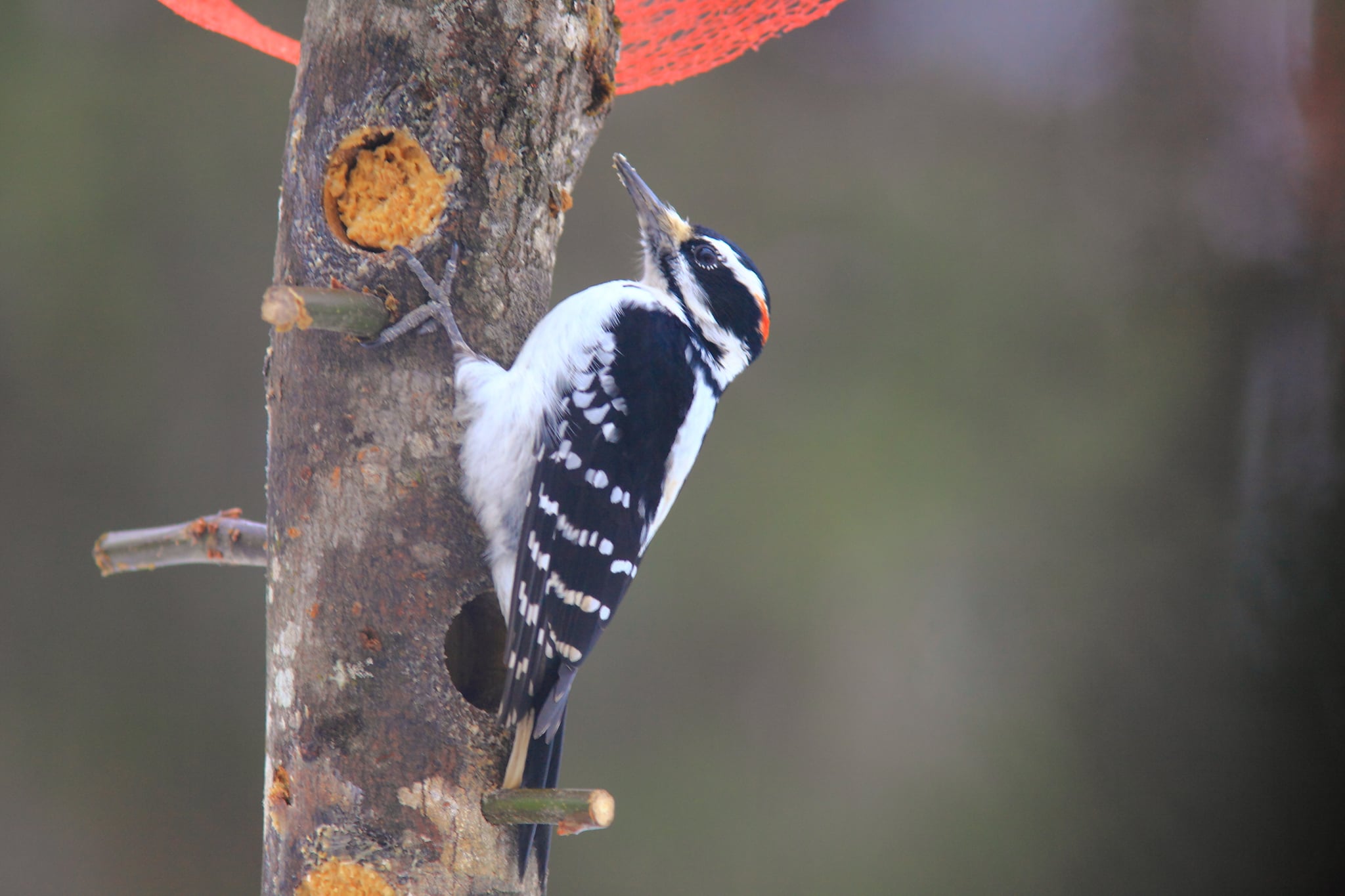 Le pic chevelu est une espèce commune dans la région du recensement des oiseaux de Noël Neuville-Tilly. On l'entend, on le voit facilement notamment aux mangeoires où il y a du suif et du beurre d'arachide.