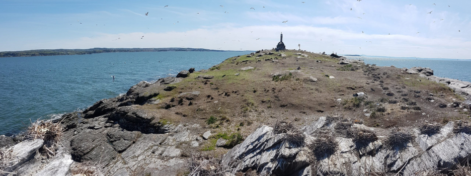 Inventaire des oiseaux marins aux îles Razade par la Société Duvetnor en 2018