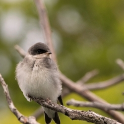 Ornithologie estivale à la réserve naturelle du Marais-Léon-Provancher