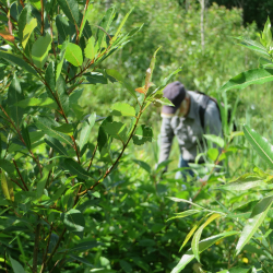 La lutte au roseau commun à la réserve naturelle du Marais-Léon-Provancher, saison 2020