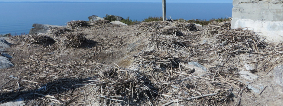 Protection de l’habitat de l’eider à duvet aux îles Razade