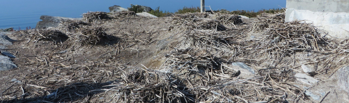 Protection de l’habitat de l’eider à duvet aux îles Razade