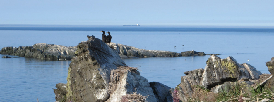 Le contrôle du cormoran à aigrettes aux îles Razade