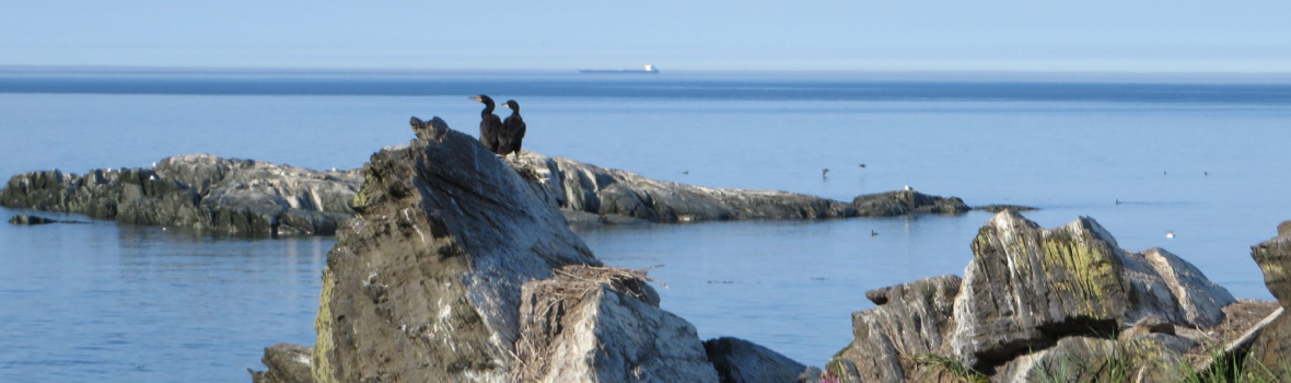 Le contrôle du cormoran à aigrettes aux îles Razade