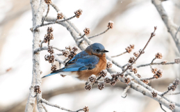 Compte-rendu du recensement des oiseaux de Noël Neuville-Tilly 2022
