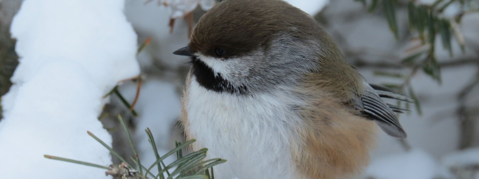 Recensement des oiseaux de Noël 2019 – Inscription avant le 7 décembre